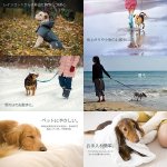 画像6: 犬用防水スプレー「レインザーガード」(ペット,愛犬,ワンチャン,雨の日,雪の日,雨からガード,獣医師推奨,雨の中のお散歩) (6)