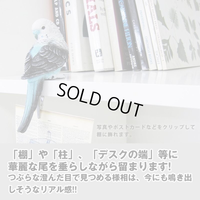 画像2: パラキートクリップ3色セット (インコ,鳥,ペーパークリック,リアル,ディスプレイ,保管,伝言,羽根,写真,ポストカード) (2)