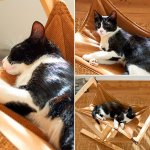 画像2: 木で出来た猫用ハンモック(猫,ペット家具,猫用家具,ペットハンモック,猫用ハンモック,木製ハンモック) (2)