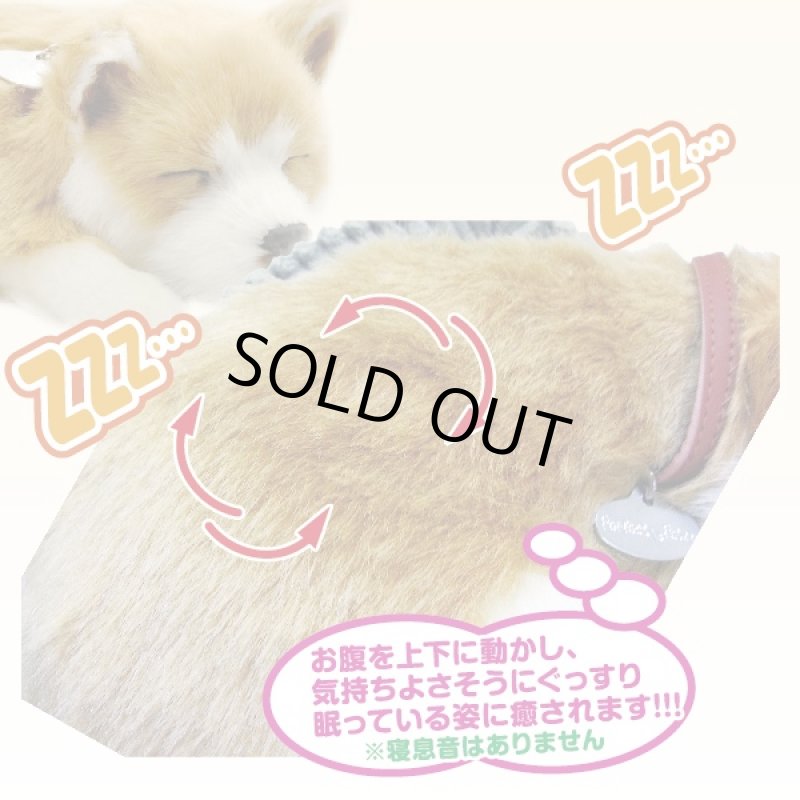 画像3: すやすや居眠りパーフェクトペット(猫/ネコ/犬/ワンコ/ぬいぐるみ/本物そっくり) (3)