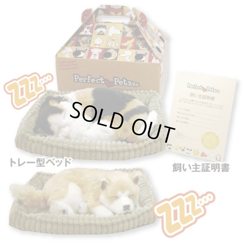 画像4: すやすや居眠りパーフェクトペット(猫/ネコ/犬/ワンコ/ぬいぐるみ/本物そっくり) (4)