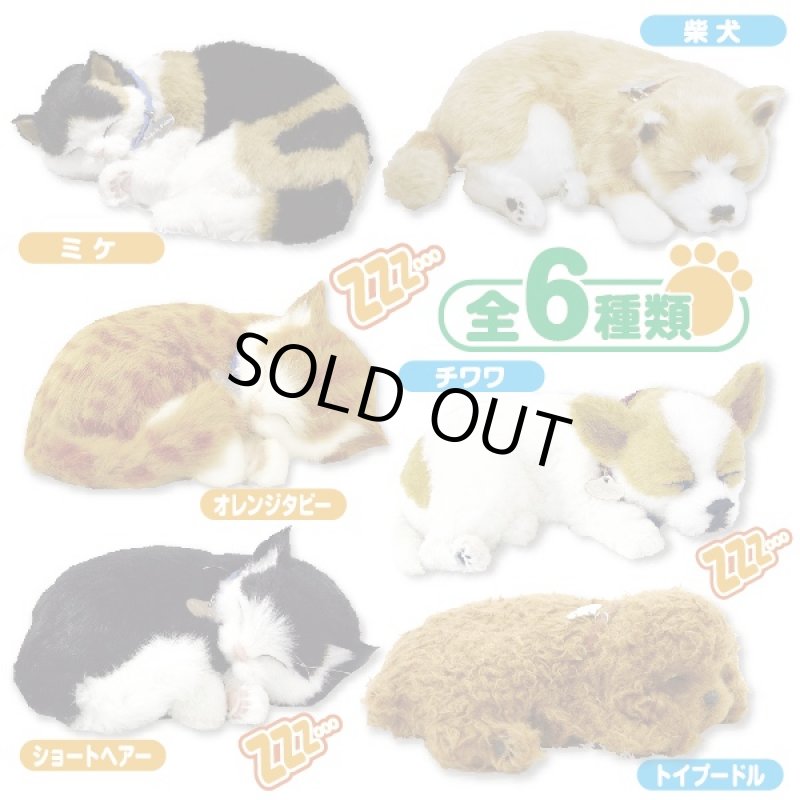 画像5: すやすや居眠りパーフェクトペット(猫/ネコ/犬/ワンコ/ぬいぐるみ/本物そっくり) (5)