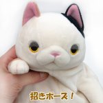 画像2: もちねこMサイズ (ぬいぐるみ,ヌイグルミ,猫のヌイグルミ,癒し系,くたくた,ふわふわ,もっちもち,ねこ,座高22cm) (2)