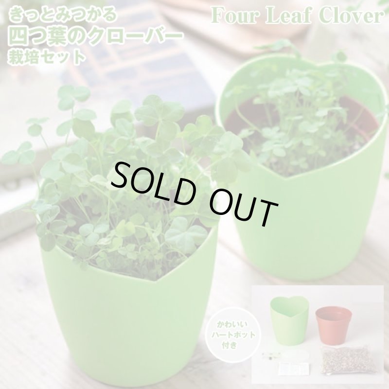 画像4: 幸せあふれる栽培3種セット(植物栽培キット,開運栽培セット,四つ葉のクローバー,室内用ミニひまわり,ハート型ミニトマト,ギフト,ハートポット) (4)