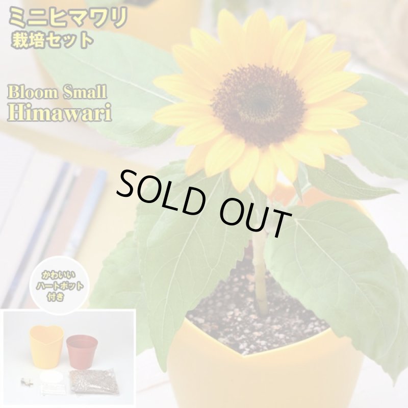 画像5: 幸せあふれる栽培3種セット(植物栽培キット,開運栽培セット,四つ葉のクローバー,室内用ミニひまわり,ハート型ミニトマト,ギフト,ハートポット) (5)