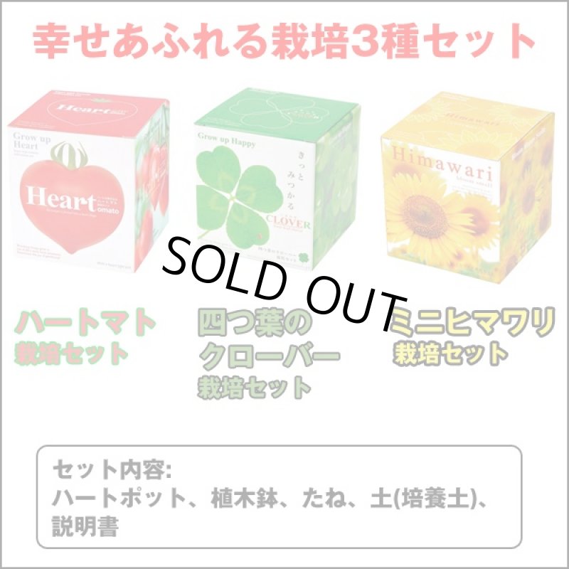 画像6: 幸せあふれる栽培3種セット(植物栽培キット,開運栽培セット,四つ葉のクローバー,室内用ミニひまわり,ハート型ミニトマト,ギフト,ハートポット) (6)